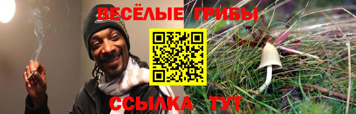 Псилоцибиновые грибы Psilocybe  Галлюциногенные грибы GOLDEN TEACHER  где продают   Новошахтинск 